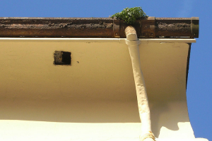 Decayed gutters needing attention and vegetation removed